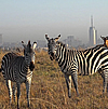 short-excursions-in-nairobi.html